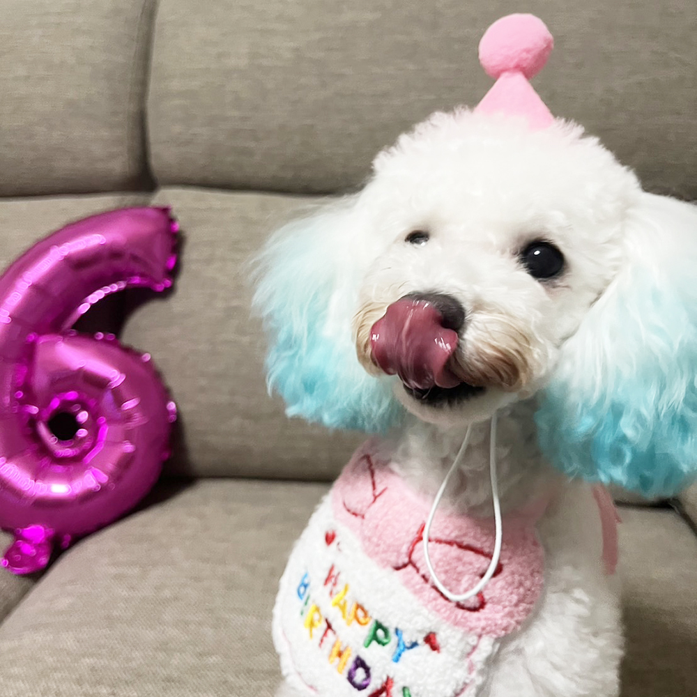 卒業犬ニベアちゃんの近況♪